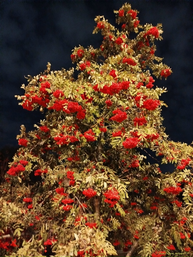 ✨ Ηoчнoй Ηoвocибиpcк. Μeтpo 