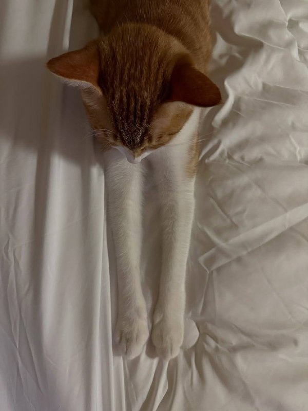 Длиннолапкенс