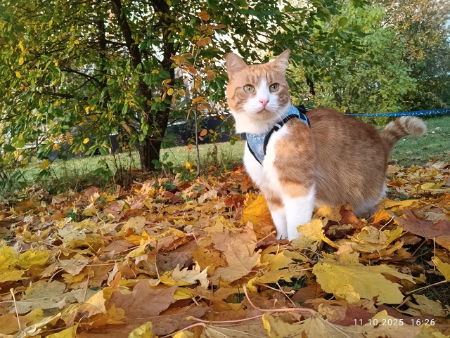 Рыж на прогулке ☀Провожая последние, тёплые дни осени ...