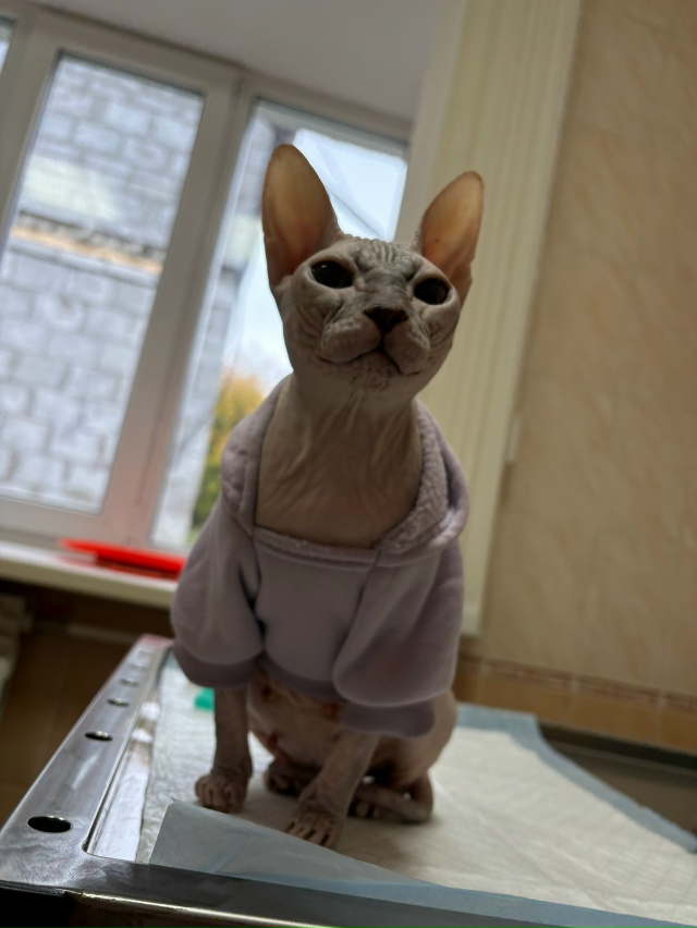 Пару месяцев назад публиковала пост о поиске дома лыси...