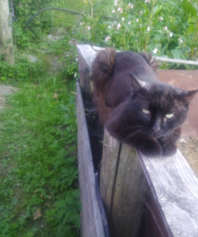 Анон
Чей котик !! хромает на заднюю лапу немного потрёп...