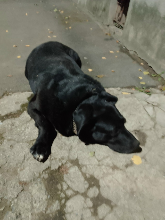 Чей пес? Ласковый, такое ощущение что с частного дома