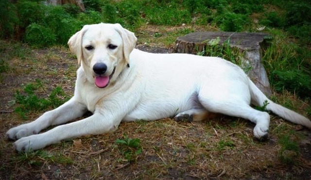Анонимно
Щенок🐶 в поисках семьи🏡 Мама белый лабрадо...
