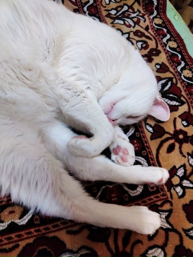 Спят усталые игрушки... Кот Симба 😴