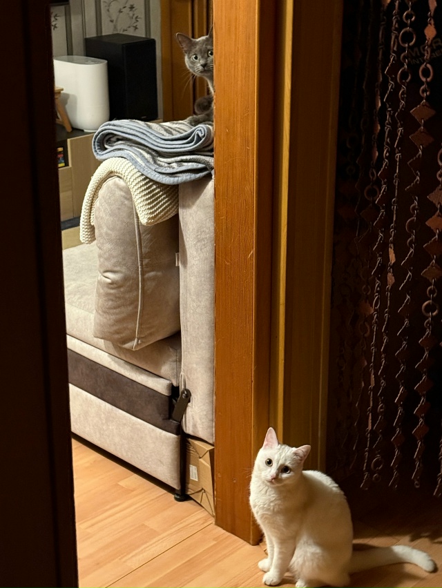 Бляцкие провожатые (каждый раз перед уходом из квартир...