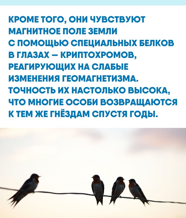 Учёные до сих пор открывают новые детали их навигации. ...