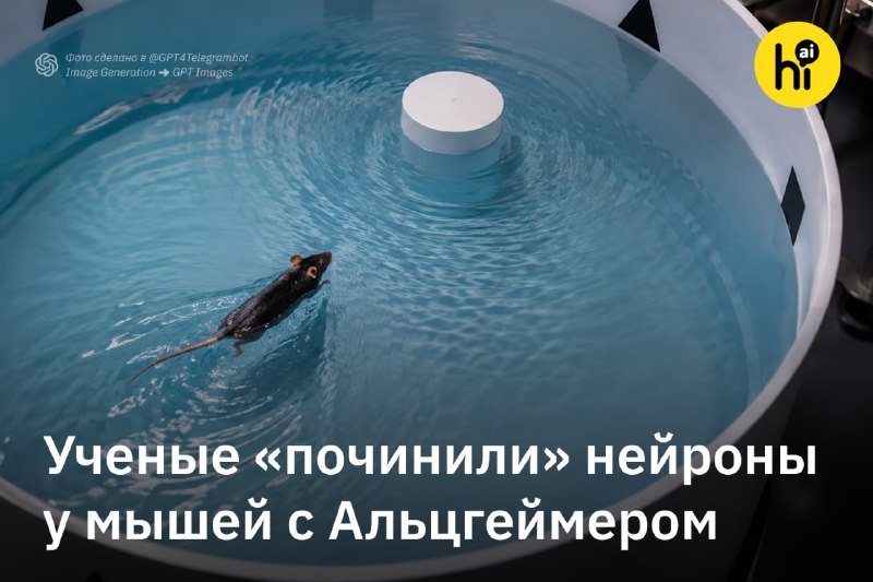 💻 Ученые заменили утраченные нейроны у мышей с болезнью Альцгеймера
При Альцгеймере нейроны постепе