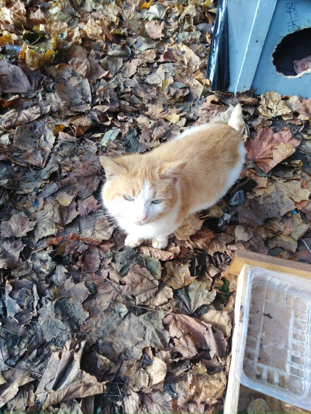 Пропадает котик, не знаю, откуда он появился, но живёт в...