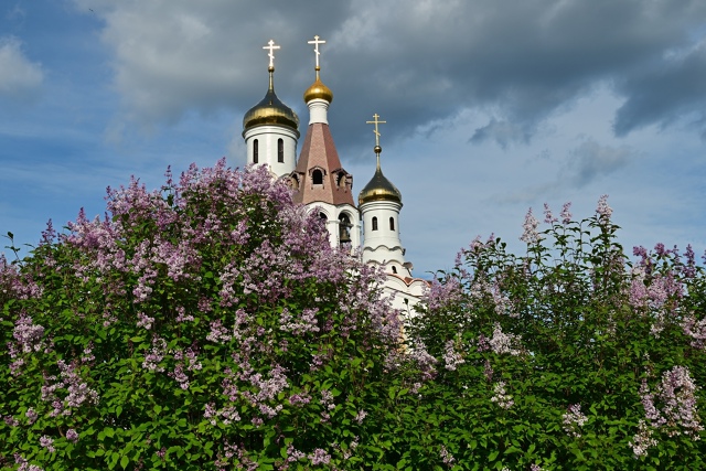 Цветёт сирень у храма в Мончегорске Мурманской област?...