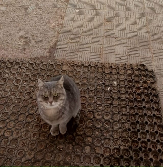 Кто потерял кота? Находится по адресу ул. Садовая 8