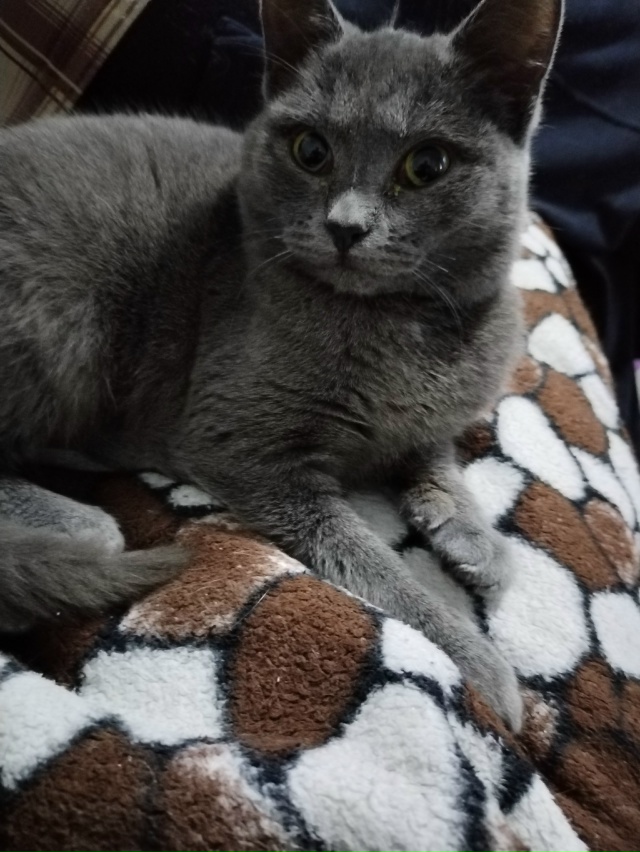 В добрые руки кошечки, все стерилизованны и обработаны...