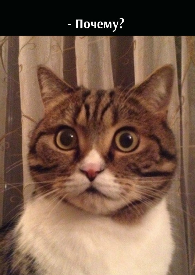 Что за глупые вопросы?