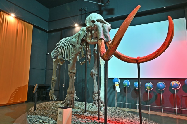 🐘 В Музее пермских древностей есть  огромный скелет ш...