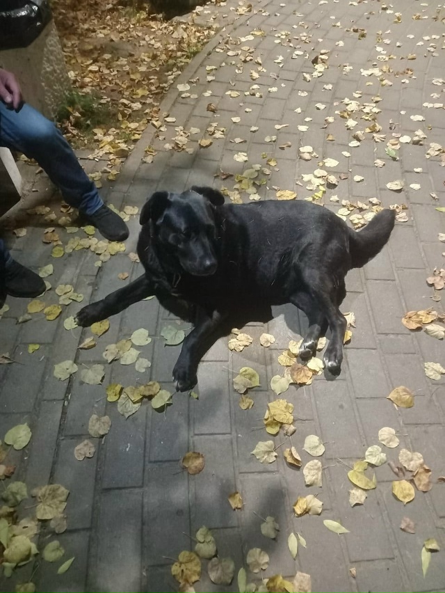 Кто потерял? ГУЛЯЕТ ВО 2 ВОЛХОВЕ В ПАРКЕ