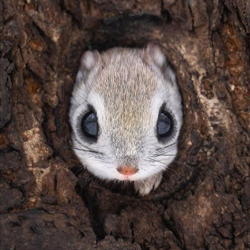 Милота дня: фотографу удалось заснять сибирскую белку-летягу.
Обычно скрытное животное выбралось и