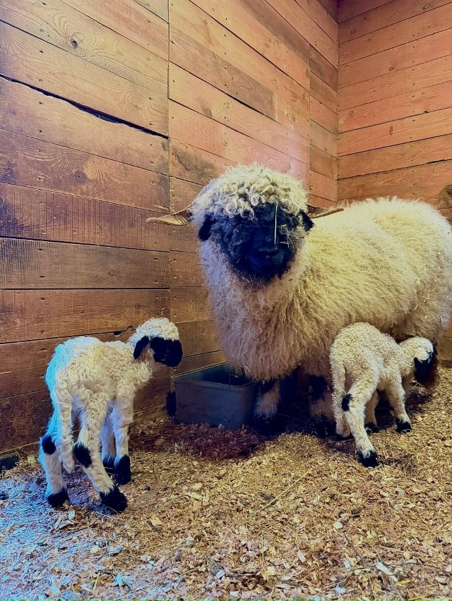В зоопарке на Уктусе в семье валлийских барашков появи...