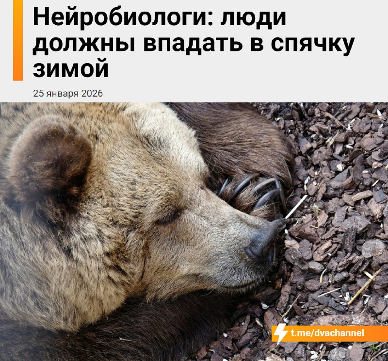 Учёные выяснили, что зимой людям полезно впадать в спячку
Если в холод вам не хочется ничего делать