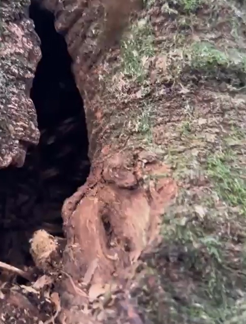 Ну это же просто реально золотое дерево!