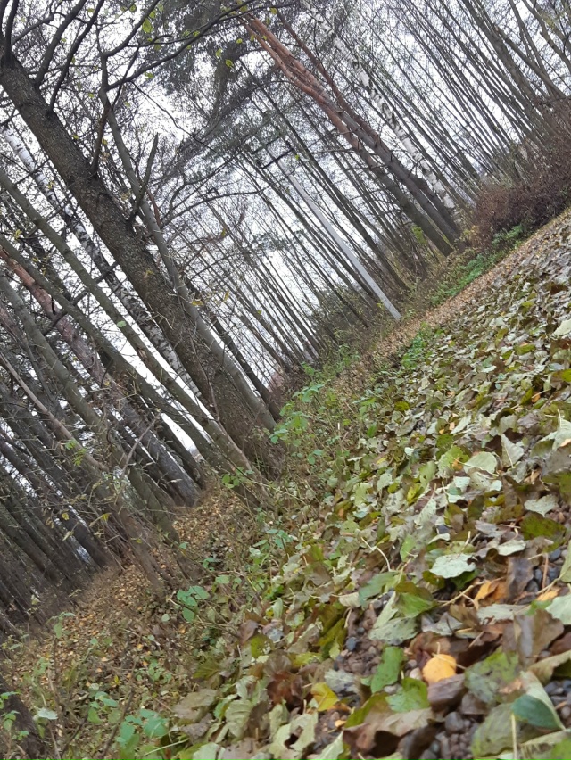 После холодной ночи оголились дерева, листвы последне?...