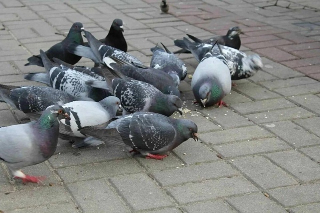 🐦 Россиян будут штрафовать на 250 тысяч рублей за кормл...