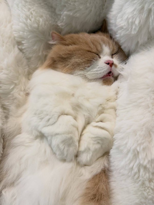 Слатких снов :3