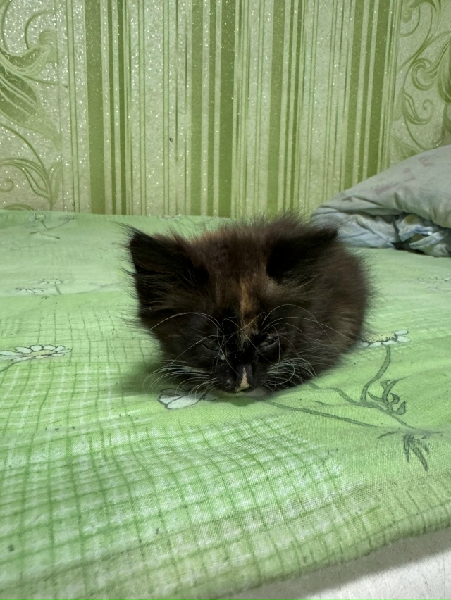 ❗Отдам котят в добрые руки❗
Ищу заботливых хозяев дл...