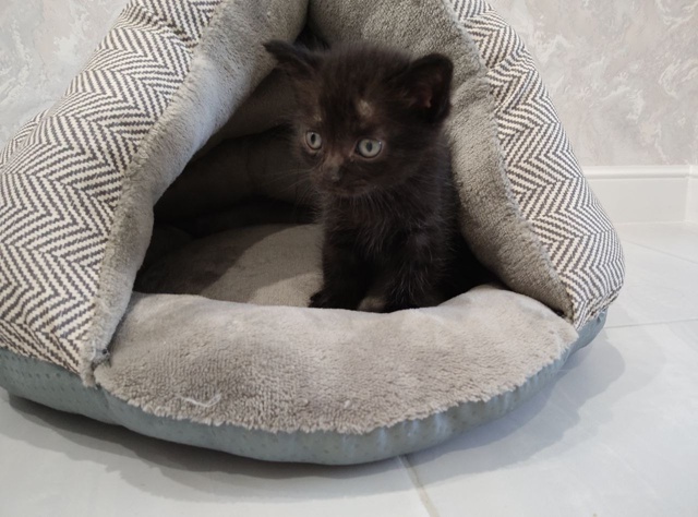 Ищет дом маленький котеночек!
Малышу всего около меся?...