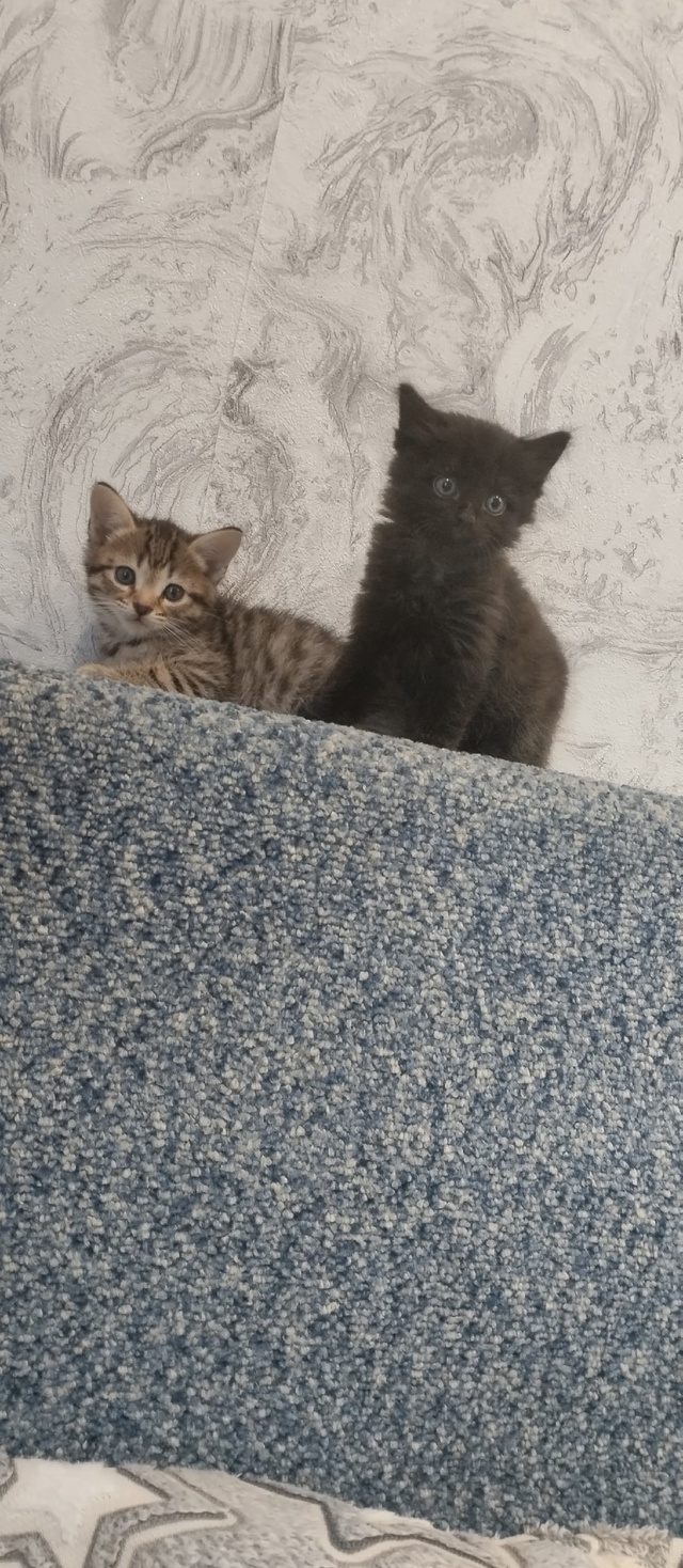 Отдадим котят в добрые руки. К лотку приучены. Тел: 89010858...
