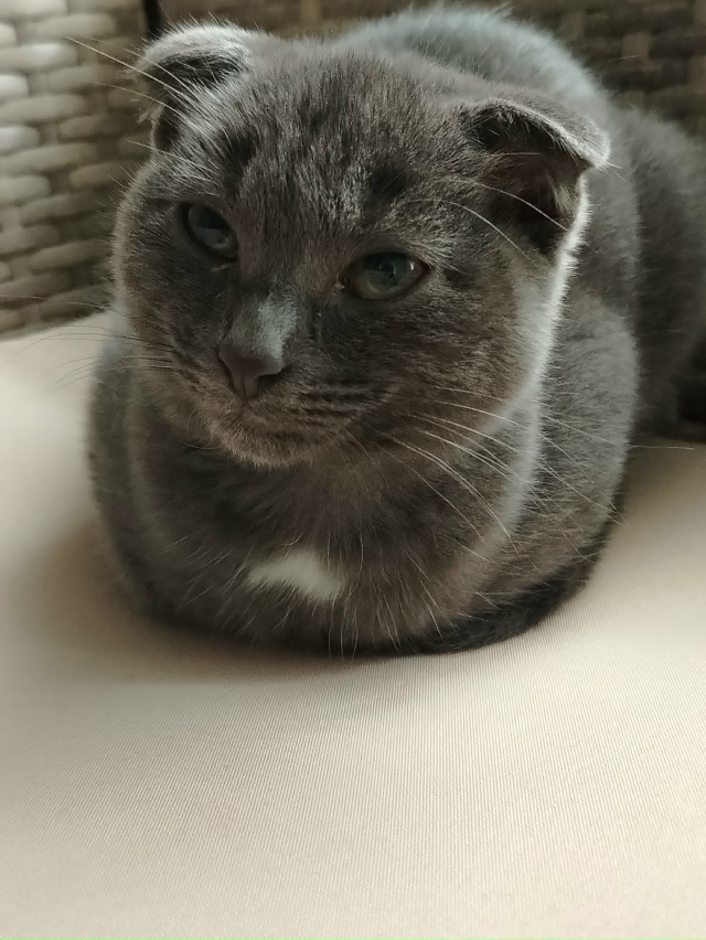 Отдаю в добрые руки, так как одна семья просили оставит...