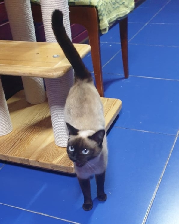 КРАСОТА 😽 - СТРАШНАЯ СИЛА❗️
Это пословица про кошечк?...