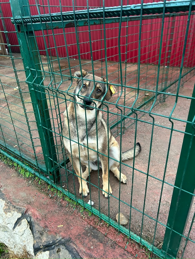 🐕Вот такая я красавица, не маленькая 19 кг)) 😉Буду хоро...