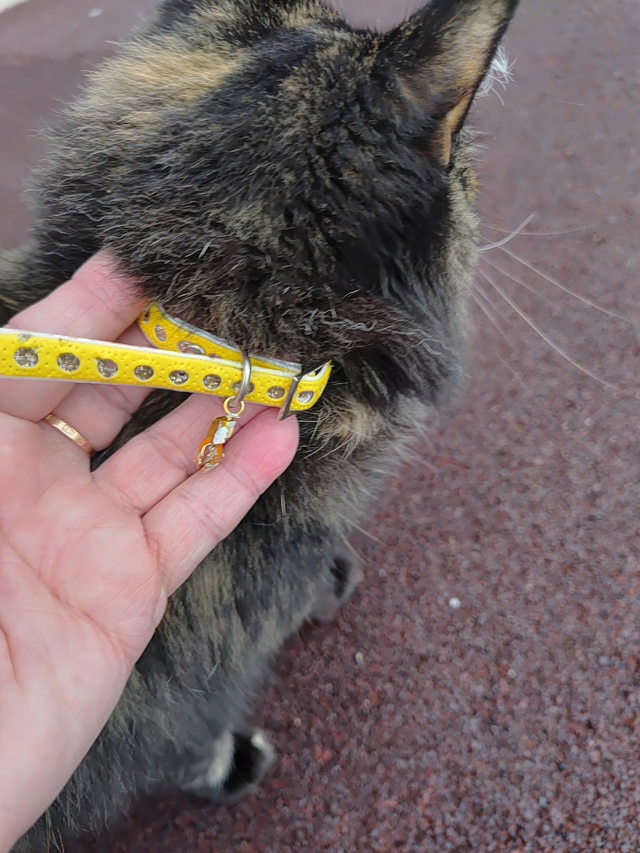 Ваши вопросы.
1⃣ Нашлась собака около пятой школы на п?...