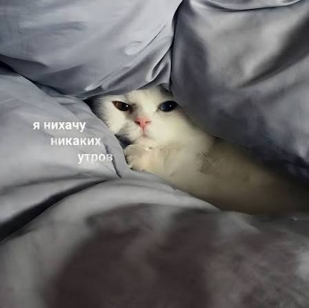 Какие планы на день?