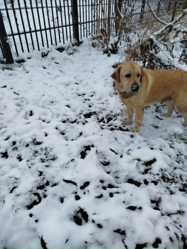 Чья собака, бегает Молодёжная 2.