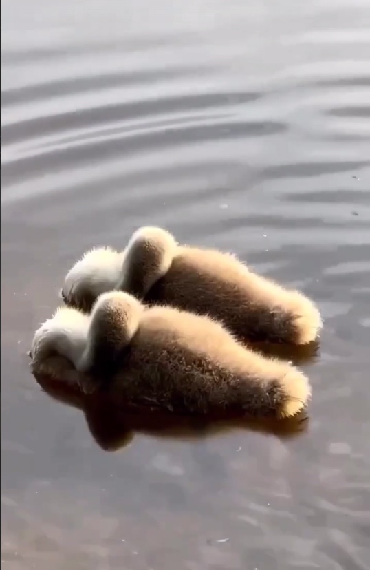 😊 Сначала было непонятно, что за меховые тапочки плав?...