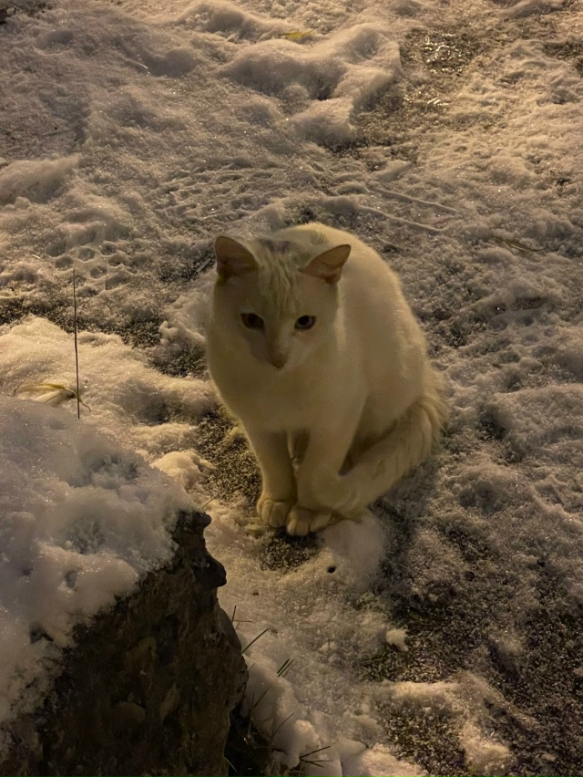 Во дворе Ферсмана 8 бегает белая ухоженная кошка с серы...