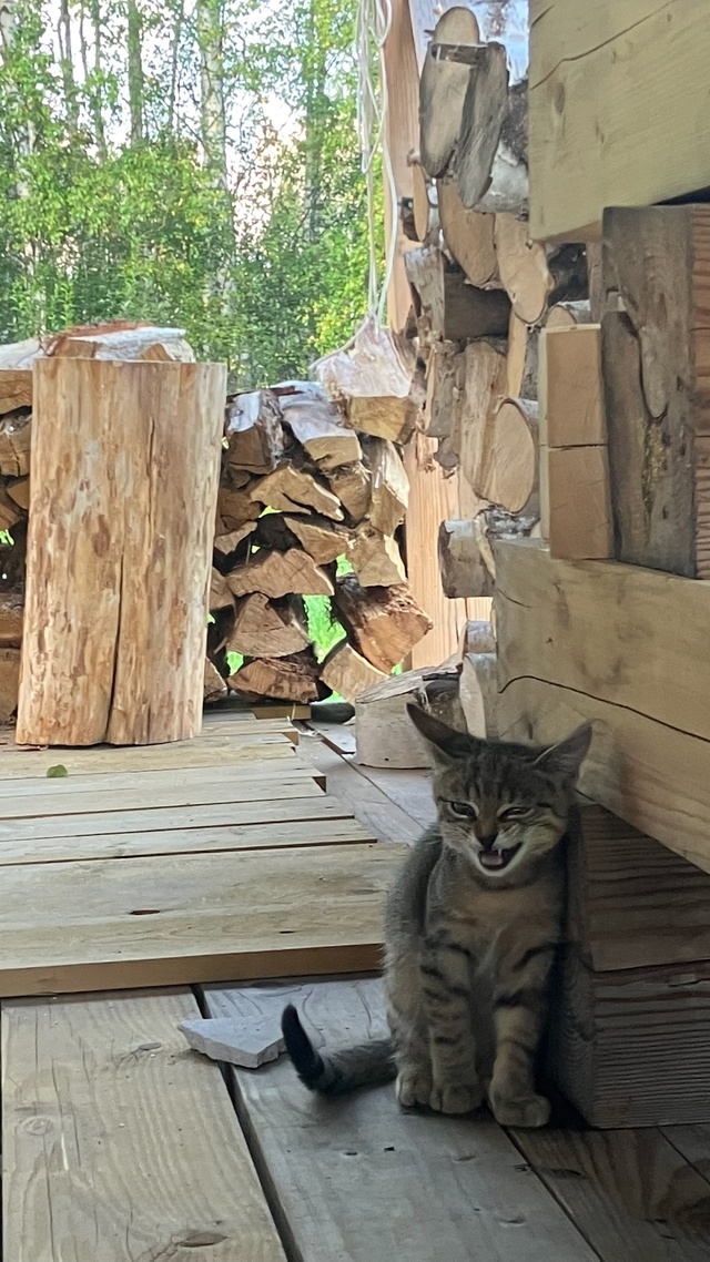 3 фотогеничных котенка-мальчика ищут дом 🏠 сейчас вре?...