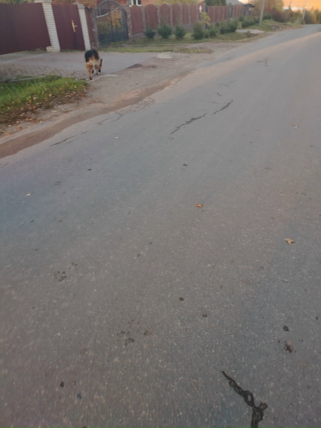 Чья овчарка, кобель, дёргает по бараевки? Без ошейник. Л...