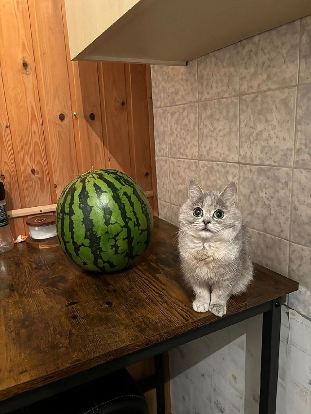 То, что вам сейчас просто необходимо увидеть — кот и ар...