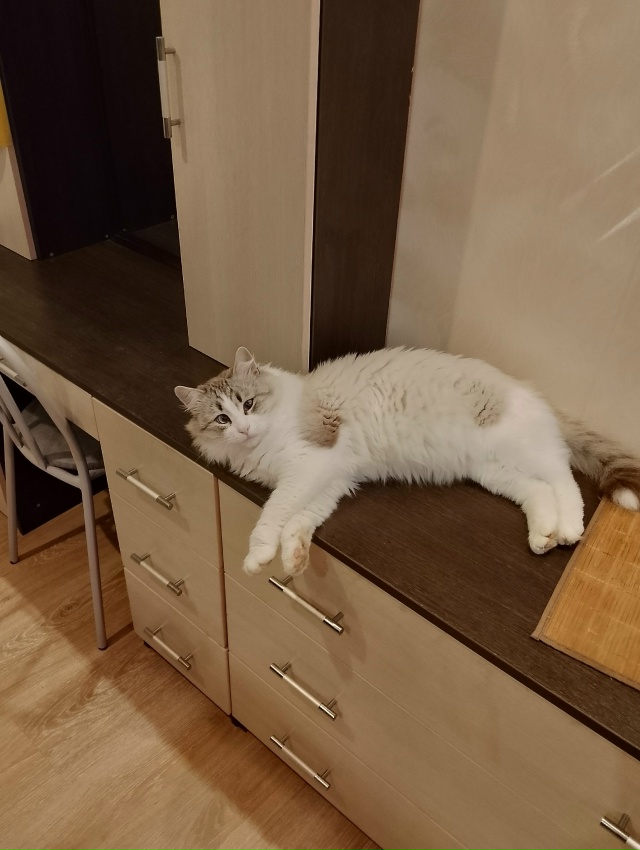 Кося, бог комода! 🤗