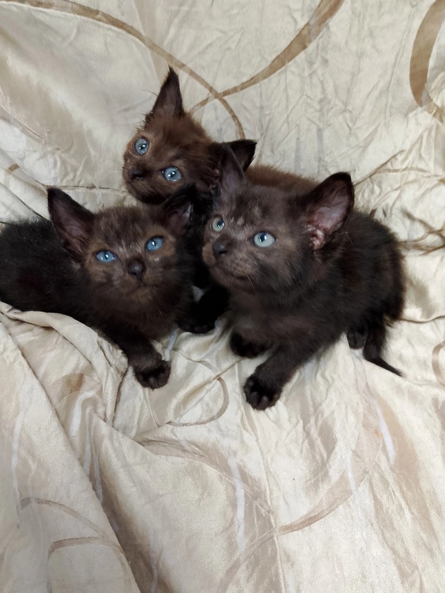 Котята ищут дом
+7 930 841-38-54 Наталья