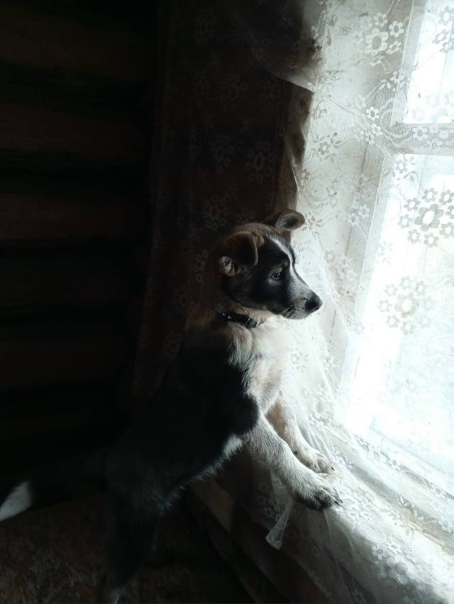 Всем здравствуйте
Потерялся щенок
Если за кем то он ув...