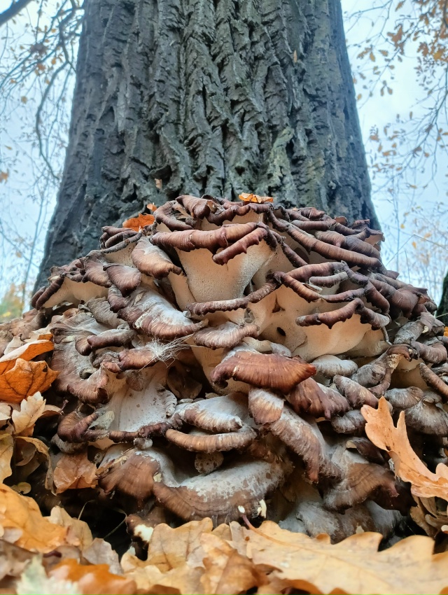 Всем Добрый Осенний привет🍂🍂