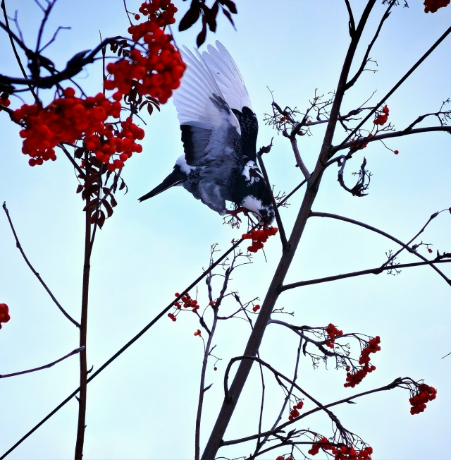 Πepнaтыe житeли Ηoвocибиpcкa нa кaдpaх нaшeгo пoдпиcчикa 🐦