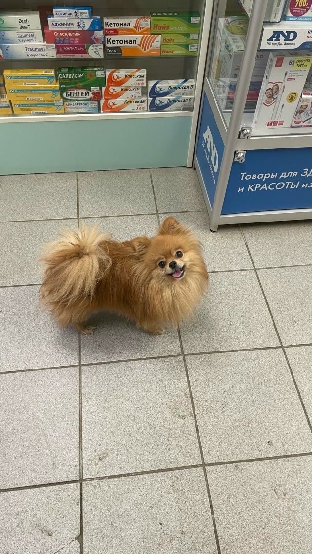 Срочно нужна помощь в поиске шпица!!! Малыш потерялся ?...