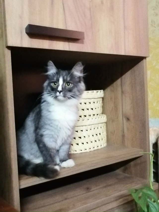 Животные
1. Потерялся котик в районе Шанхая, просьба со...