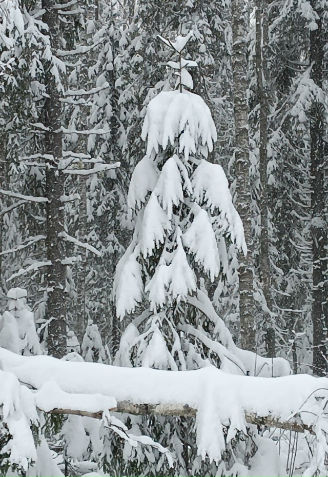 ❄️Ноябрьский лес радует своими снежными нарядами.
_____...