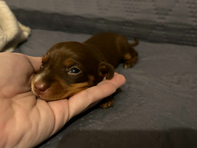 Малышка такса ищет добрые руки , рождена 11.11. Готова к п?...