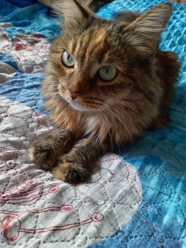 Охотимся даже на плед 🤗
