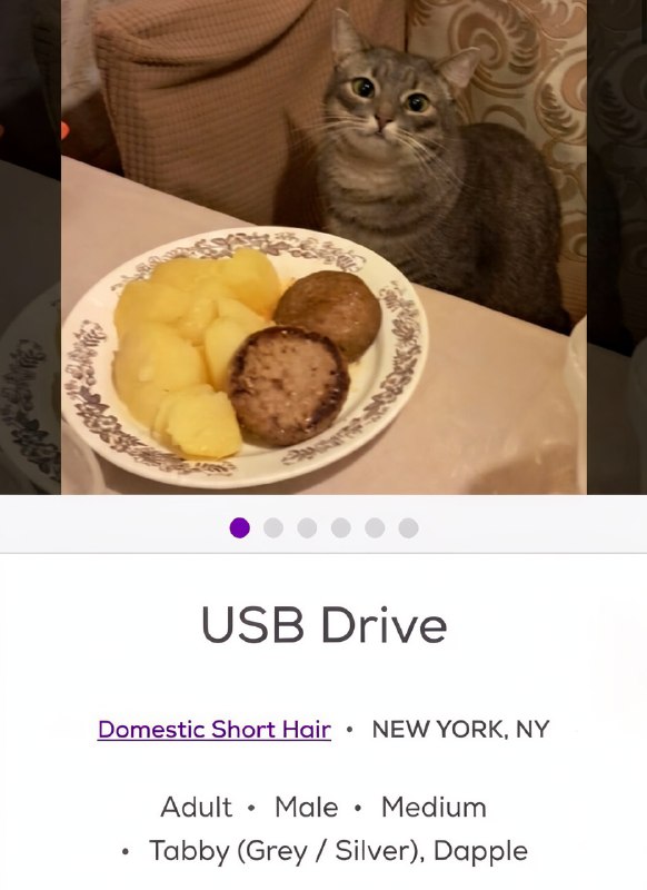 Petfinder — одна из крупнейших международных онлайн-платформ, где животным помогают найти новых хозя